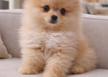 0a3ae-2637-41d7-b543-2233644389dd