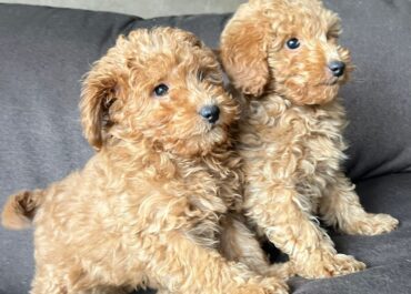 803773b7-eac9-438c-b494-b081a0c8ecaa