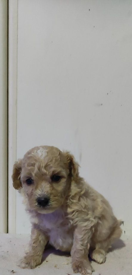 31ba878e-3b36-4840-9245-e8e77234e97a