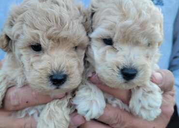 7bf3af2c-9058-49fa-a3d9-0b4b6cbb81bc-1